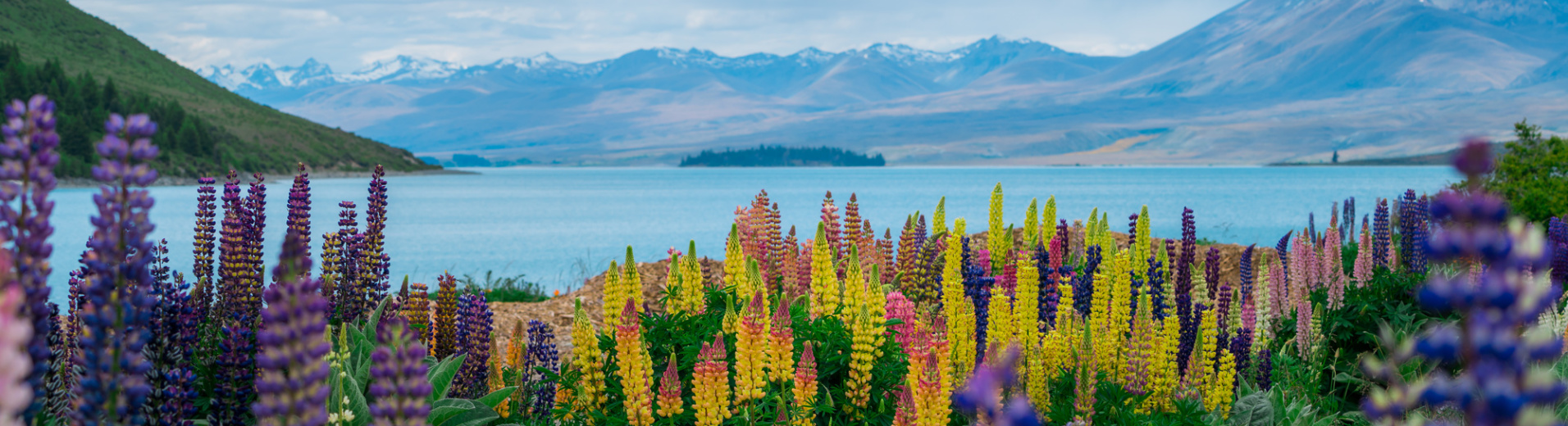 Fleurs colorées devant le Lac Tekapo et les montagnes en Nouvelle Zélande