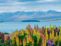 ile-sud-nouvelle-zelande-lake-tekapo