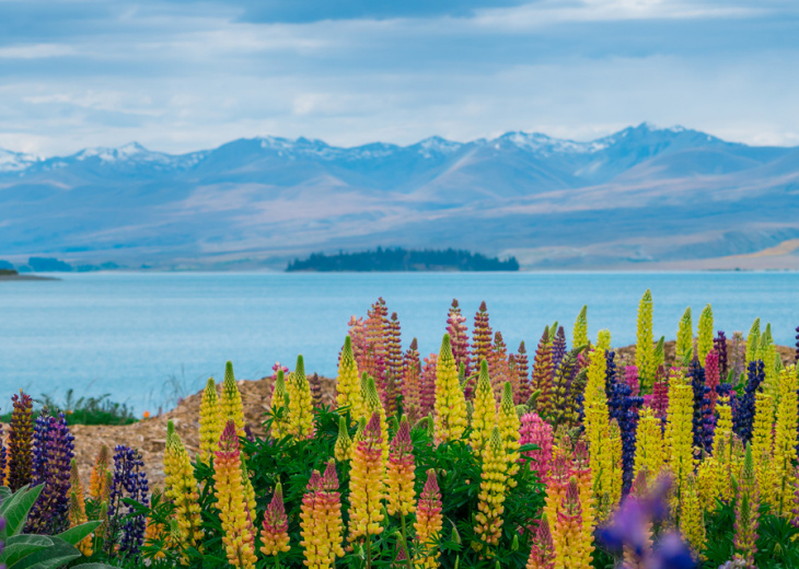 Fleurs colorées devant le Lac Tekapo et les montagnes en Nouvelle Zélande