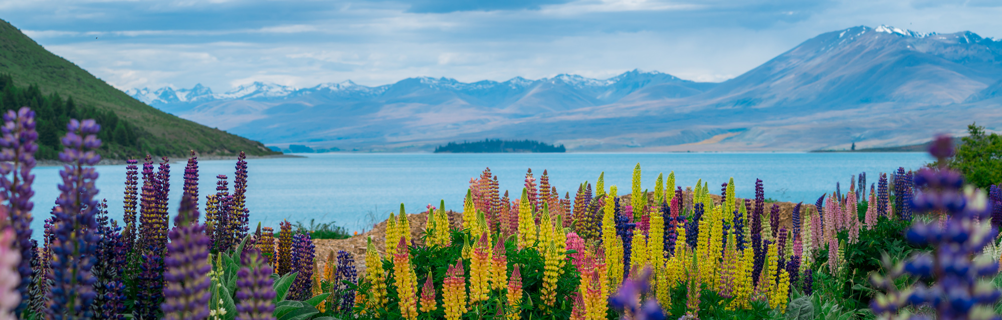 Fleurs colorées devant le Lac Tekapo et les montagnes en Nouvelle Zélande