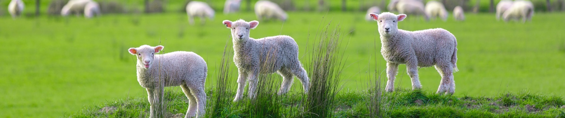 Trois petits moutons sur une butte d'herbe en campagne en Nouvelle Zélande