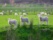 Trois petits moutons sur une butte d'herbe en campagne en Nouvelle Zélande