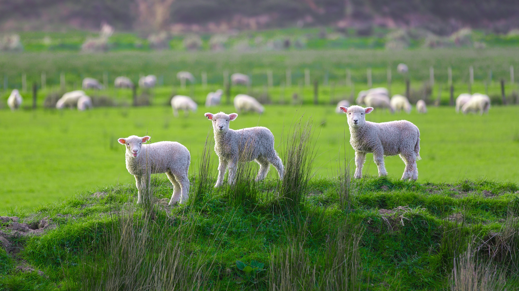 Trois petits moutons sur une butte d'herbe en campagne en Nouvelle Zélande