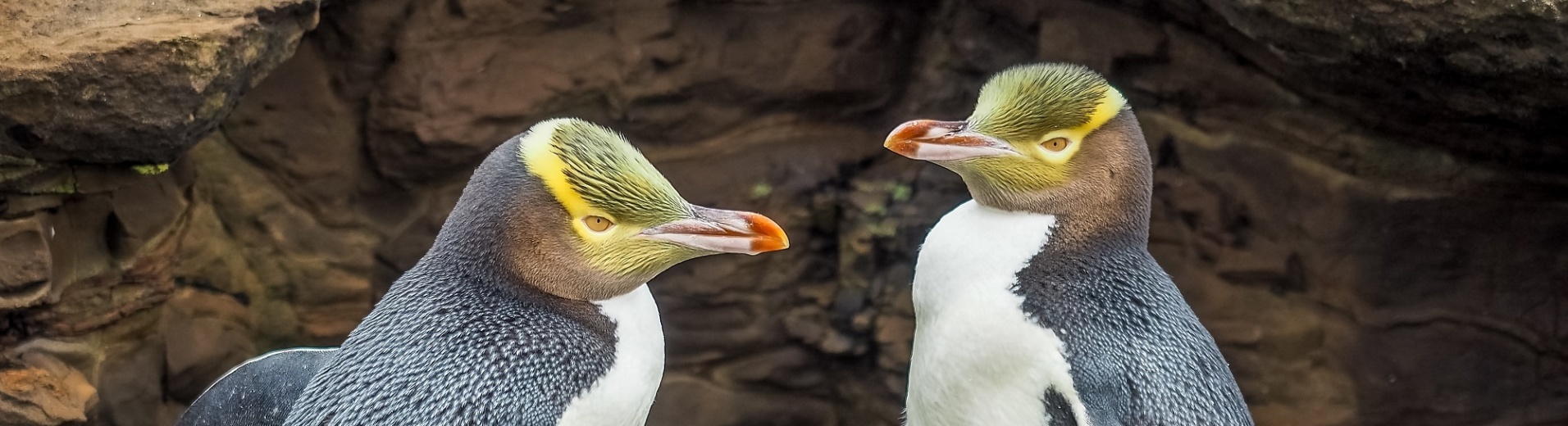 deux pingouins aux yeux jaunes dans la Péninsule d'Otago
