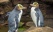 deux pingouins aux yeux jaunes dans la Péninsule d'Otago