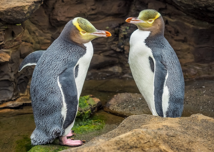 deux pingouins aux yeux jaunes dans la Péninsule d'Otago