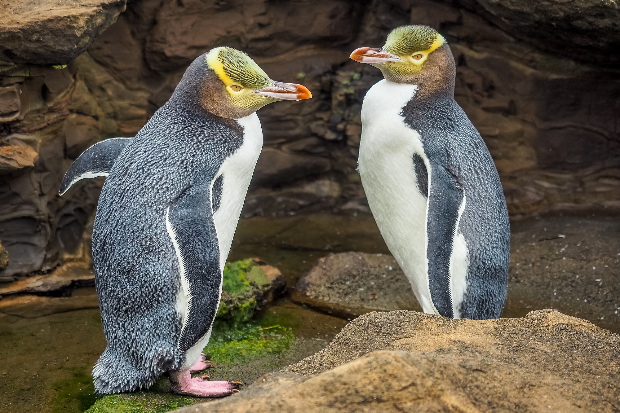 deux pingouins aux yeux jaunes dans la Péninsule d'Otago