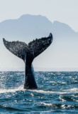 queue de baleine qui rentre dans l'eau devant les montagnes
