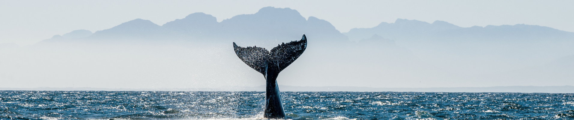 queue de baleine qui rentre dans l'eau devant les montagnes