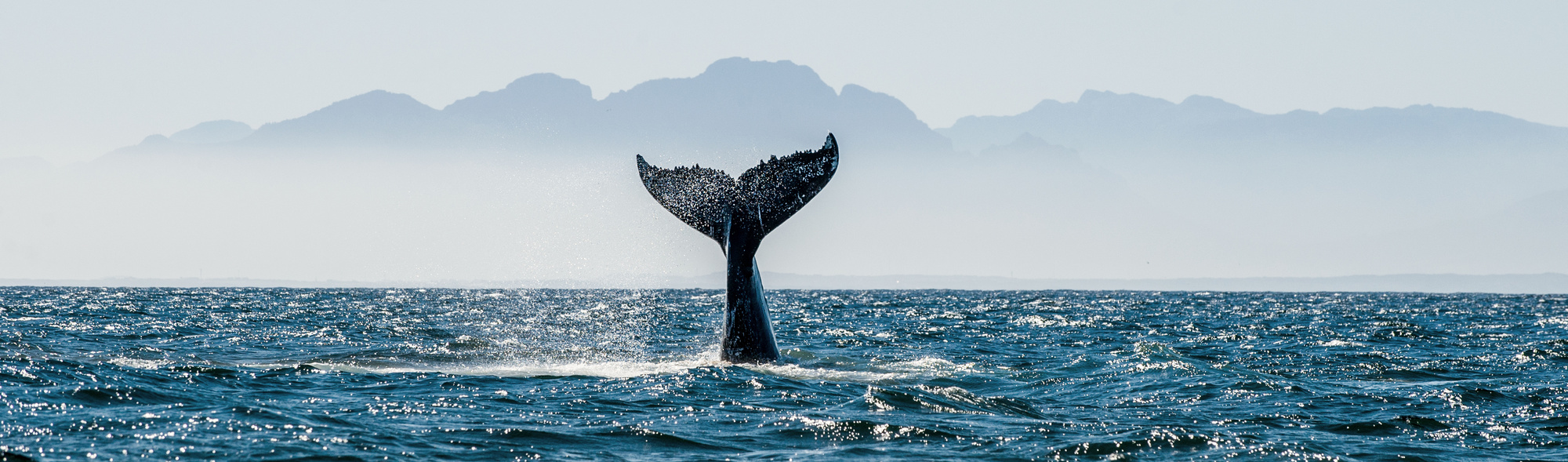 queue de baleine qui rentre dans l'eau devant les montagnes
