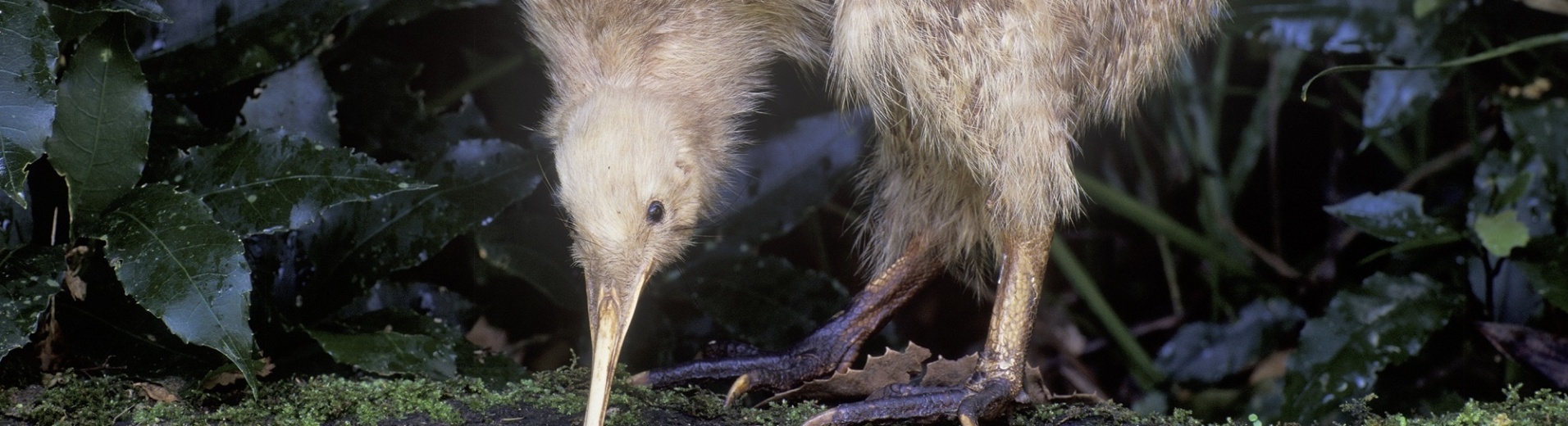 Kiwi dans la nature en Nouvelle Zélande