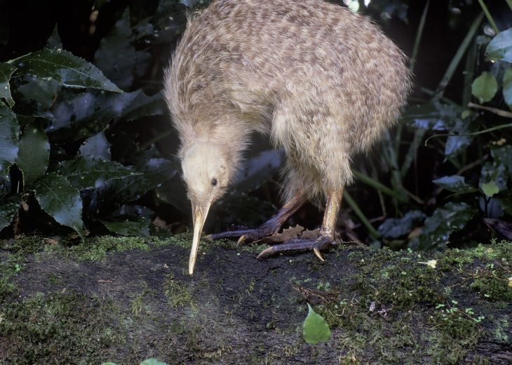 Kiwi dans la nature en Nouvelle Zélande