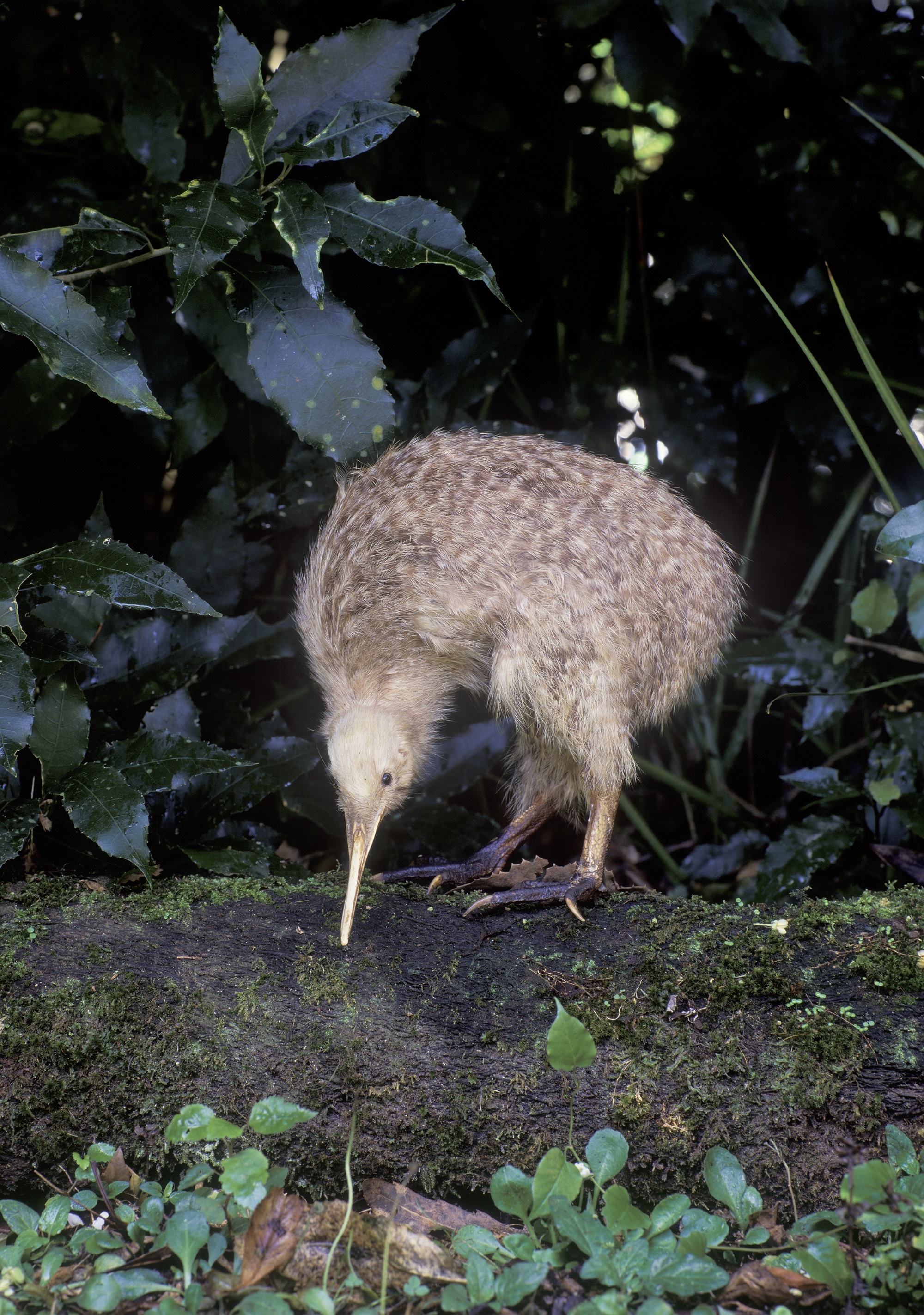 Kiwi dans la nature en Nouvelle Zélande