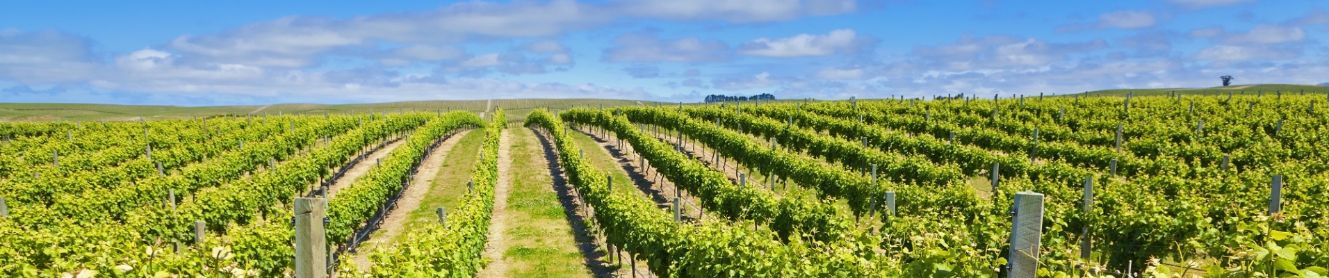 Vignes de Marlborough en Nouvelle Zélande