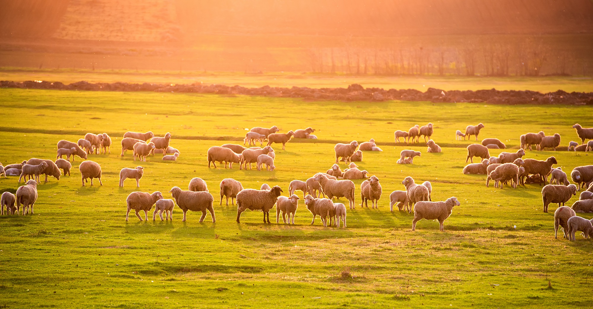 moutons
