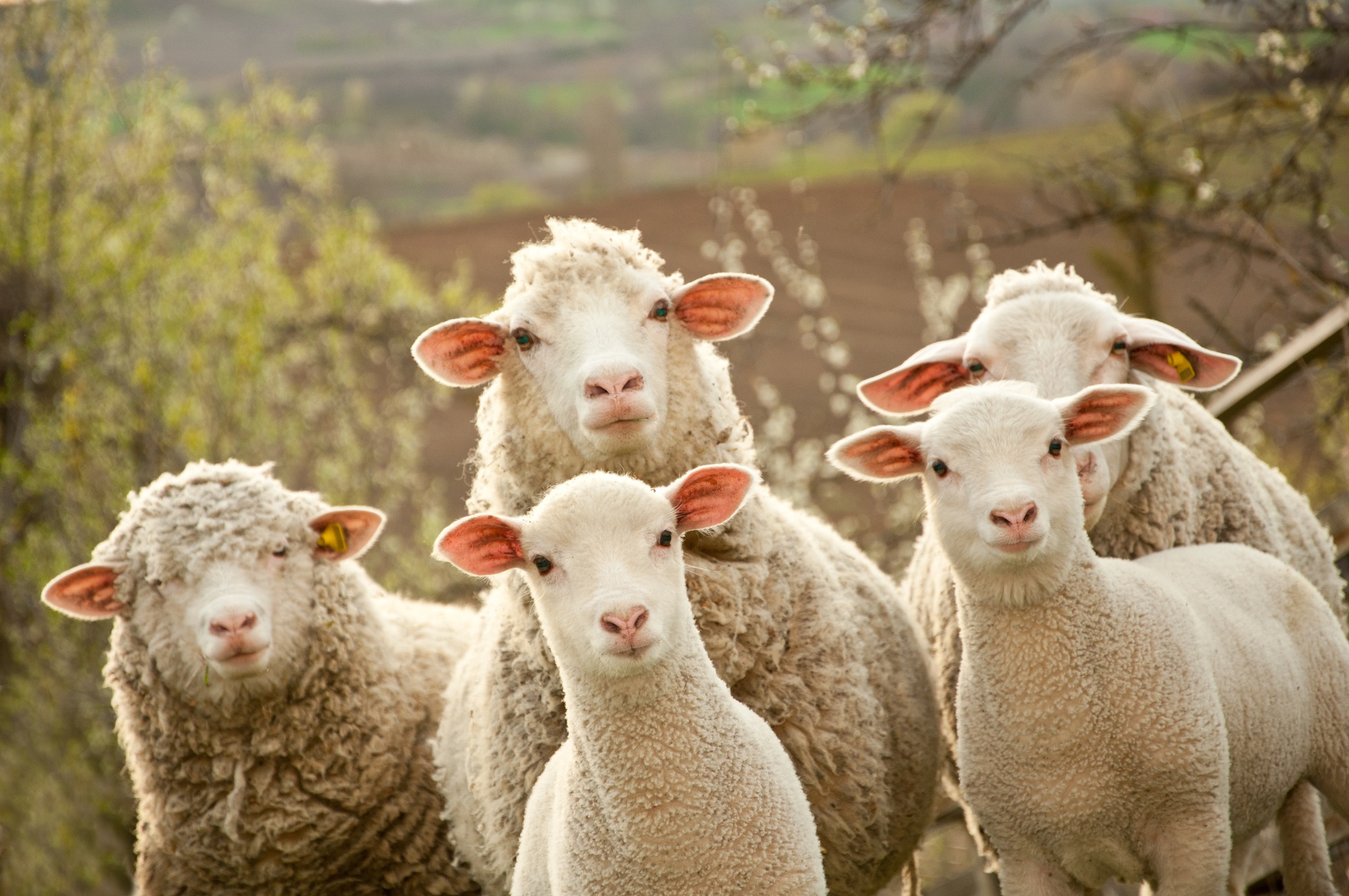 moutons qui regardent l'objectif