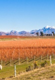 Vignobles de Blenheim avec vue sur les montagnes en arrière plan