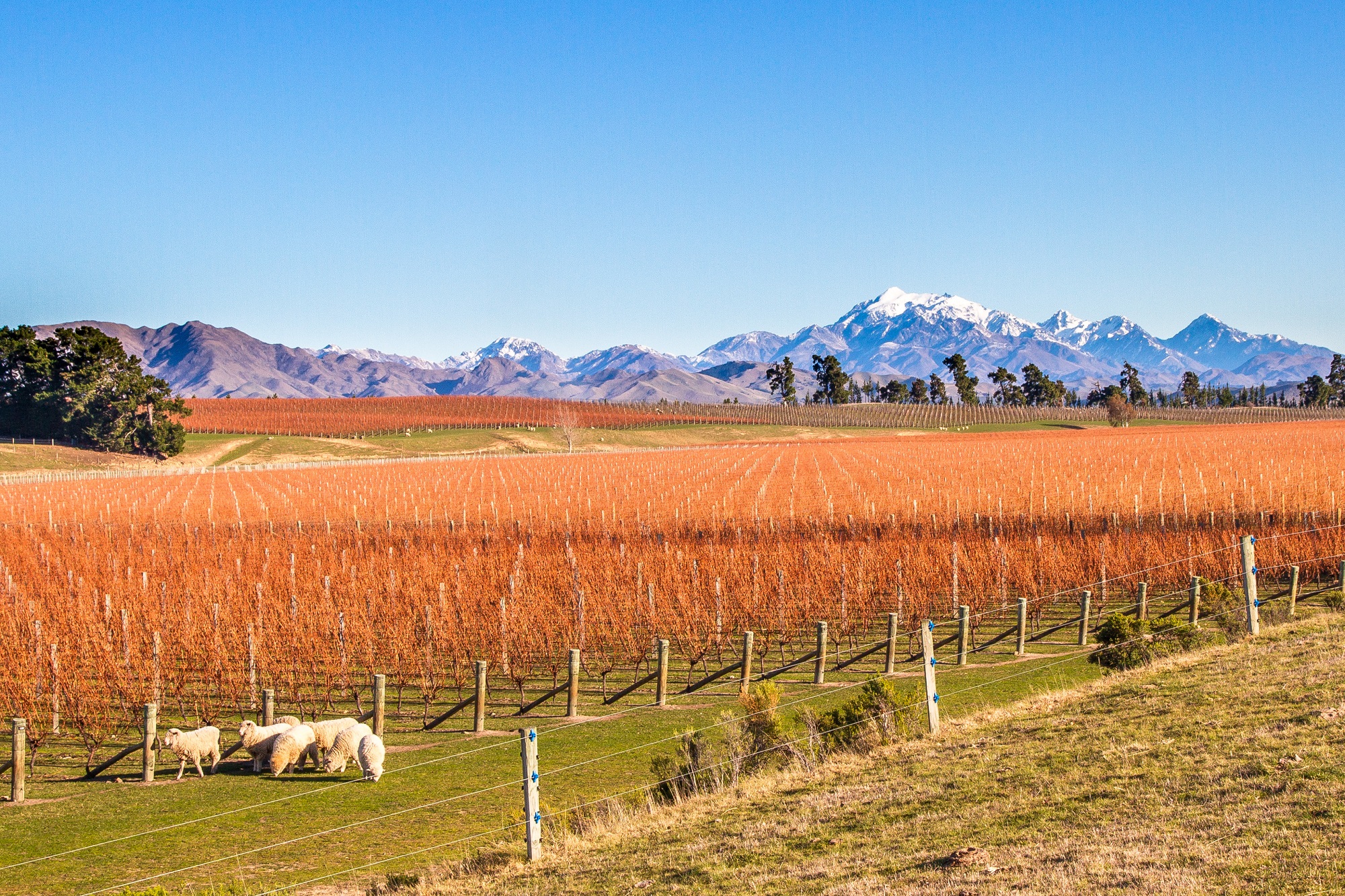 Vignobles de Blenheim avec vue sur les montagnes en arrière plan