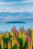 Vue panoramique sur Lake Tekapo et les lupins