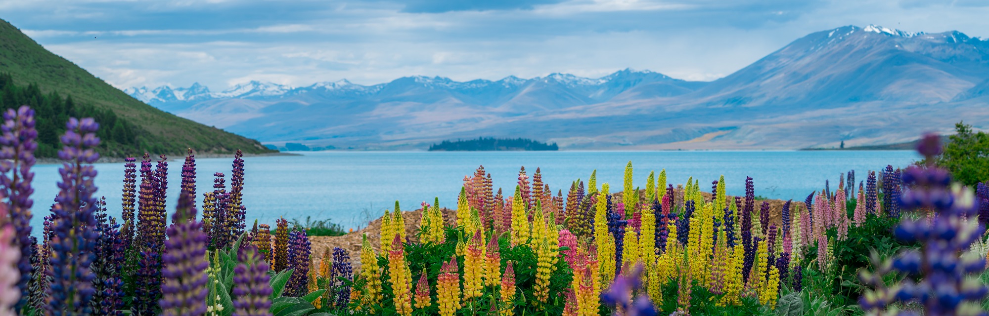 Vue panoramique sur Lake Tekapo et les lupins
