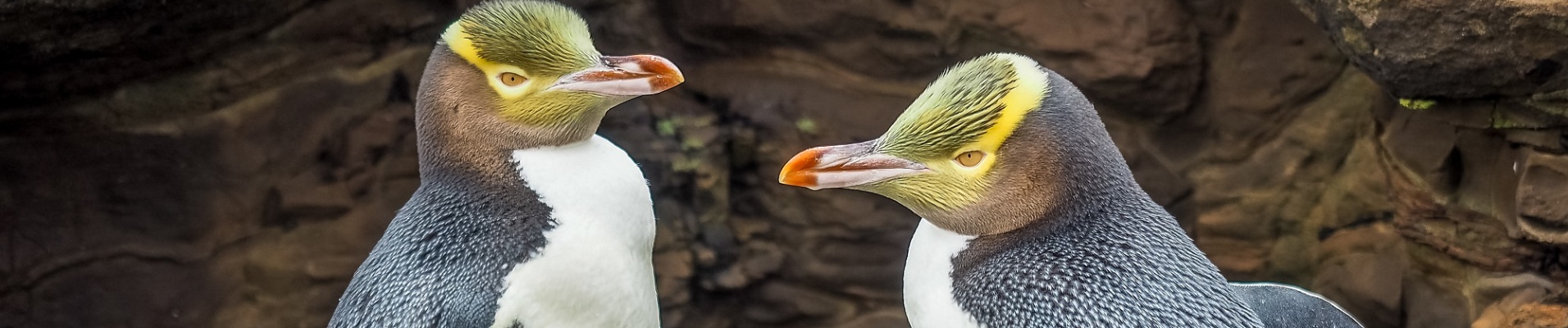 Pingouins aux yeux jaunes