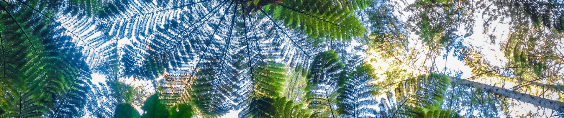 vue sur les feuilles des arbres de la forêt de Redwood depuis la terre