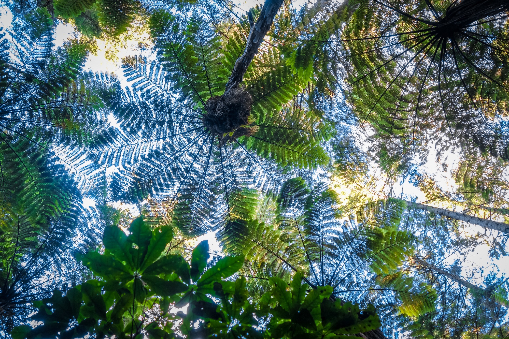 vue sur les feuilles des arbres de la forêt de Redwood depuis la terre