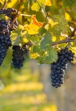 vignes de pinot noir en nouvelle zelande à l'automne
