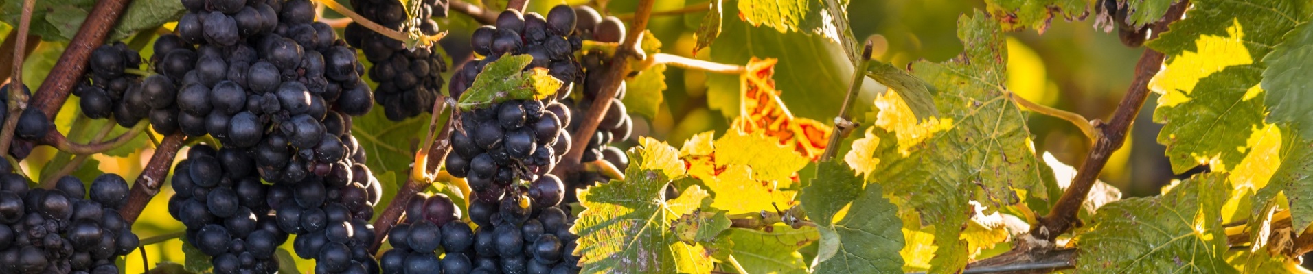 vignes de pinot noir en nouvelle zelande à l'automne