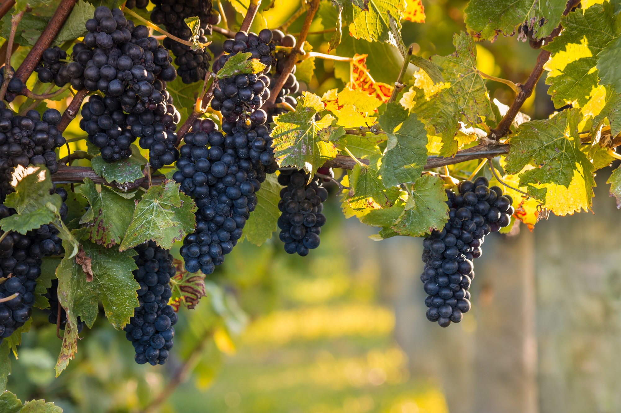 vignes de pinot noir en nouvelle zelande à l'automne