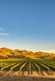 Vignobles de Waipara au Nord de la région du Canterbury