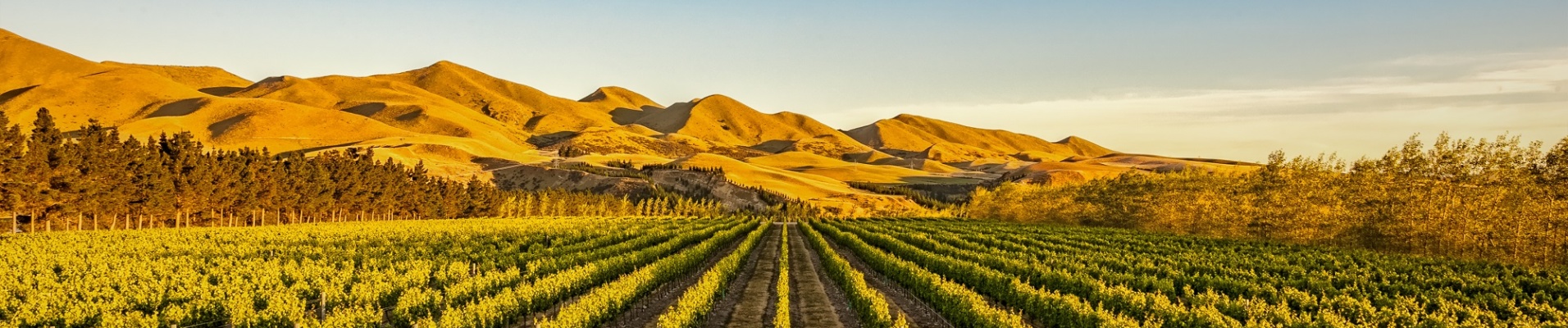 Vignobles de Waipara au Nord de la région du Canterbury