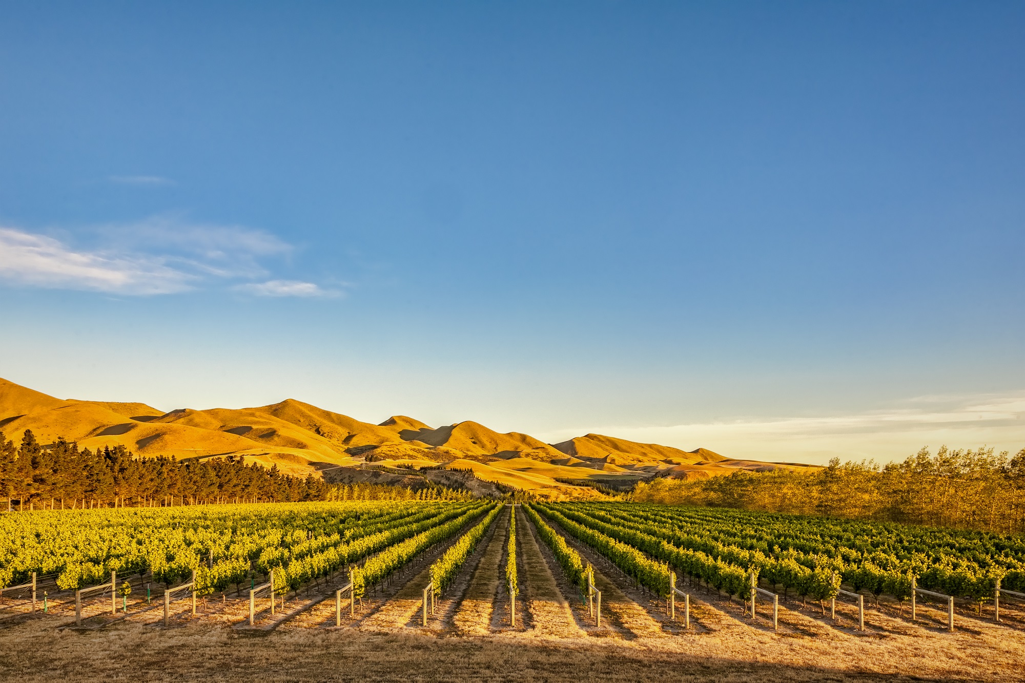 Vignobles de Waipara au Nord de la région du Canterbury
