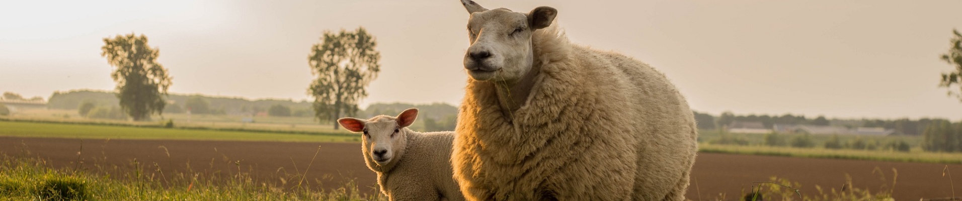 Mère et enfant mouton dans la campagne de Nouvelle Zélande