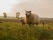 Mère et enfant mouton dans la campagne de Nouvelle Zélande