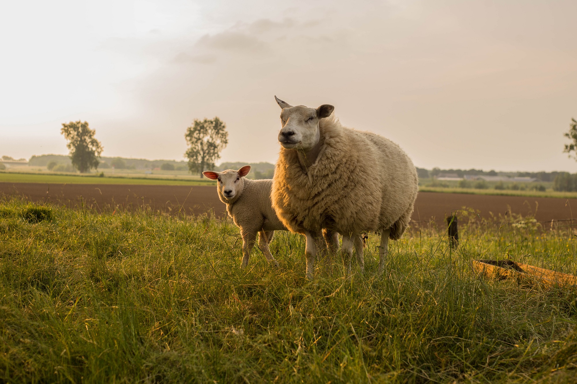 Mère et enfant mouton dans la campagne de Nouvelle Zélande