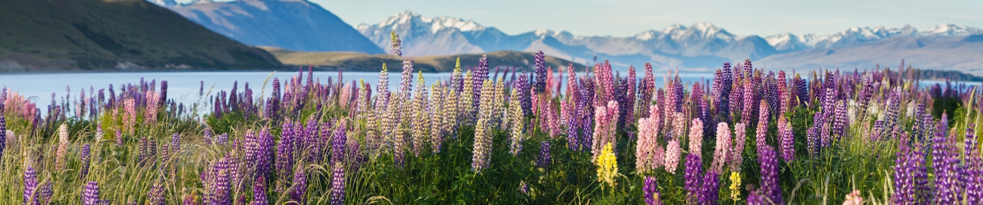 Fleurs en Nouvelle Zélande