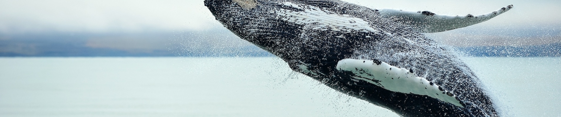 baleine nouvelle zélande