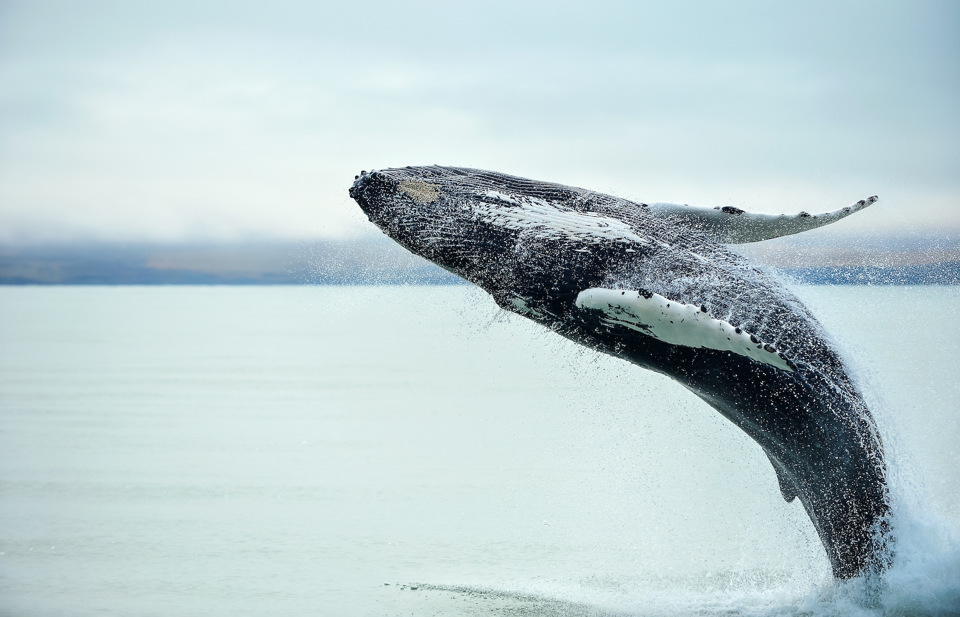 baleine nouvelle zélande