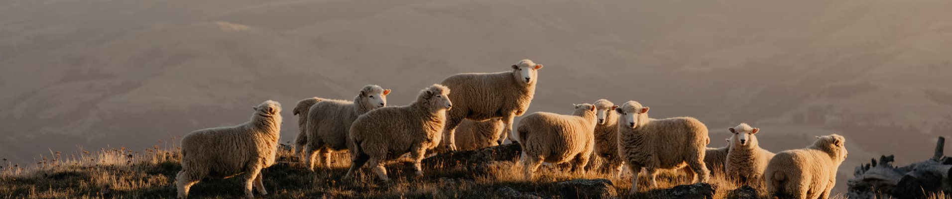 moutons-nouvelle-zelande